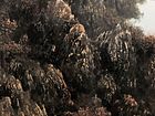霜积秋山万树红