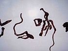 作品
