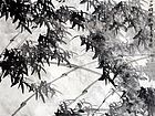 画家郭伊滨花鸟作品《滴露朝阳雨》