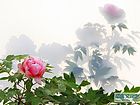 牡丹-12