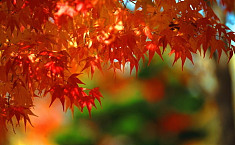 <b>秋天</b>的枫树