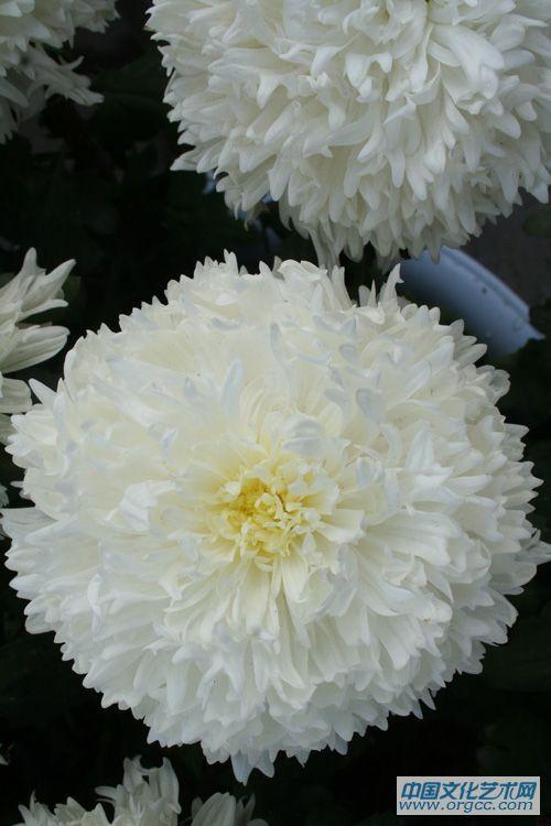 菊展