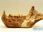 中华粗壮斑鬣狗下颌骨化石