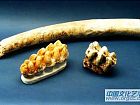 中间乳齿象臼齿、门齿化石