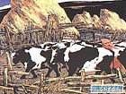 山风