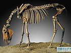 普氏野马  Equus przewalskyi