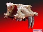 似锯齿似剑齿虎   Homotherium cf .crenatidens
