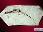 细小矢部龙  Yabeinosaurus tenuis