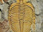 王冠虫 Coronocephalus