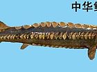 中华鲟