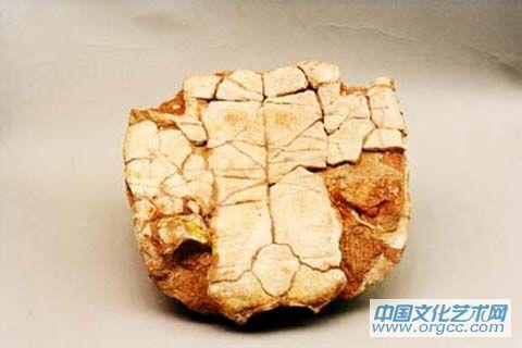 潜山安徽龟化石
