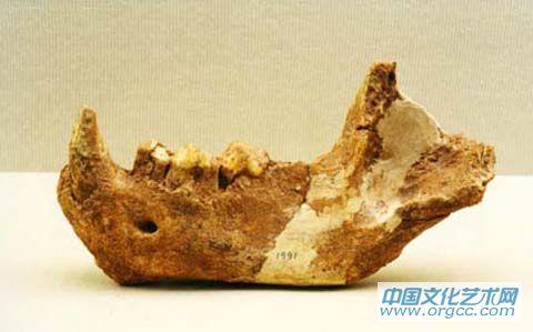中华粗壮斑鬣狗下颌骨化石