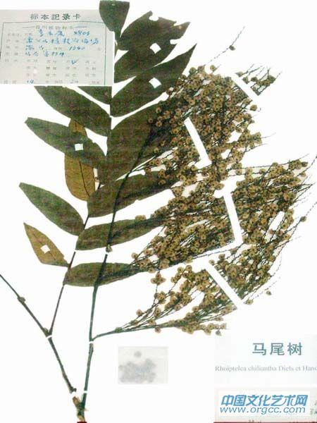 马尾树
