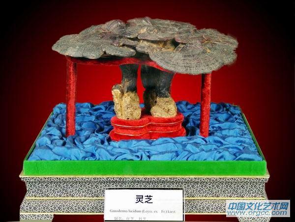 灵芝