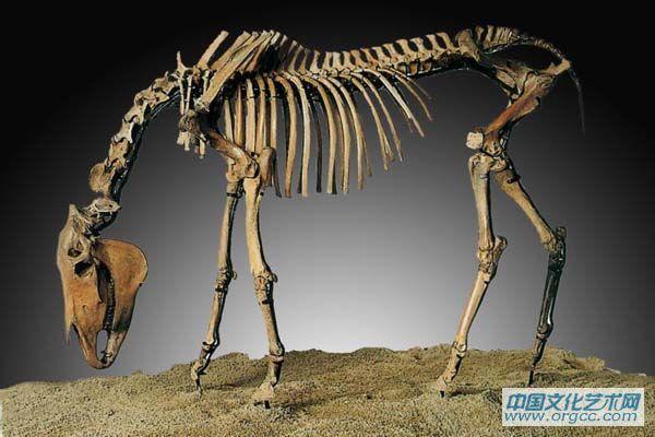 普氏野马  Equus przewalskyi