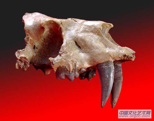 似锯齿似剑齿虎   Homotherium cf .crenatidens