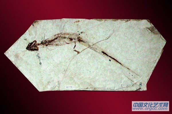 细小矢部龙  Yabeinosaurus tenuis
