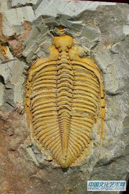 王冠虫 Coronocephalus