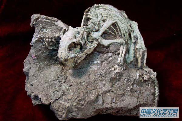 鹦鹉嘴龙（幼体）Psittacosaurus