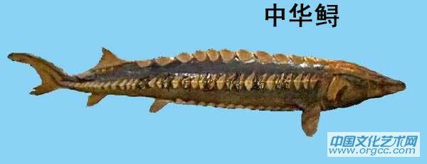 中华鲟