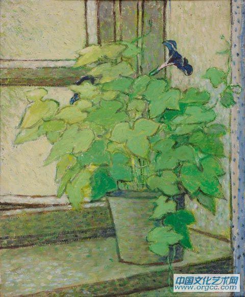 牵牛花
