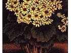 小菊 60x50cm