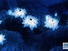 瑶池夜醉