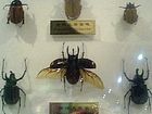 馆内展品