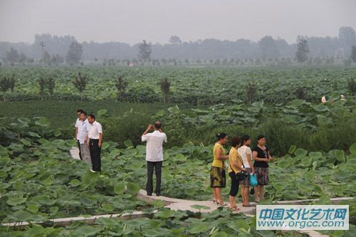 图文:濮阳南乐县西邵乡万亩荷塘竞相开放