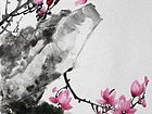玉兰14