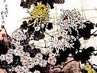 秋芾作品
