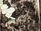陈建民作品2