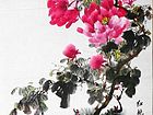 牡丹06