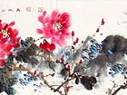 牡丹41