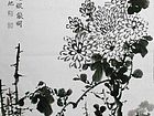 菊花04