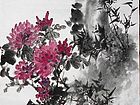 菊花05