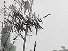 竹28