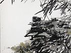 竹33