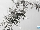 竹40