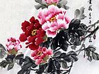 富贵花