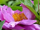 花蕊