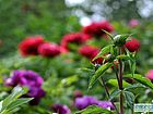 花都牡丹