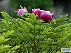 花都牡丹