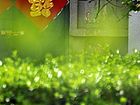 春意已浓
