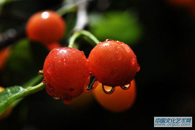 樱桃