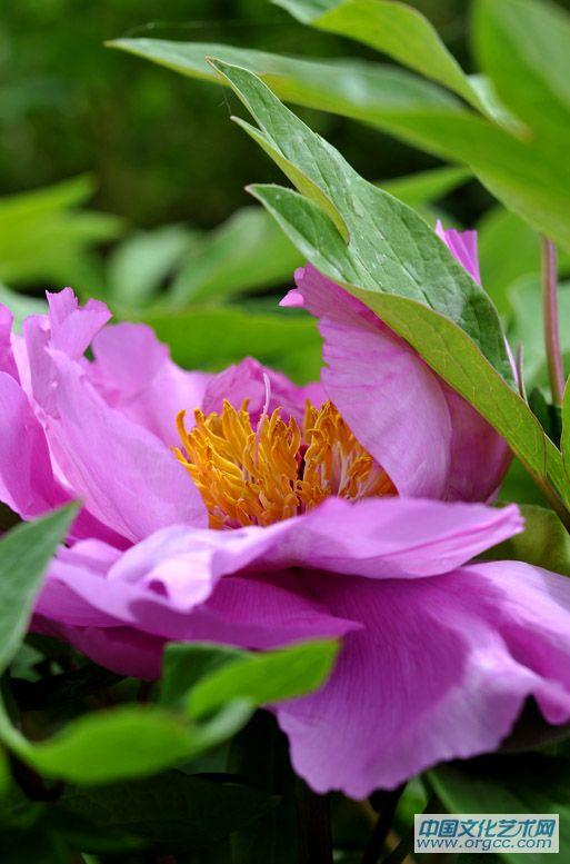 花蕊
