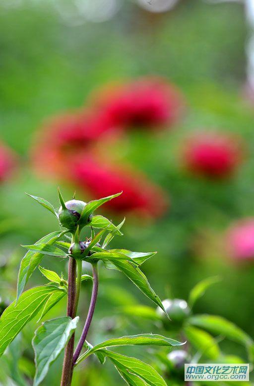 花都牡丹