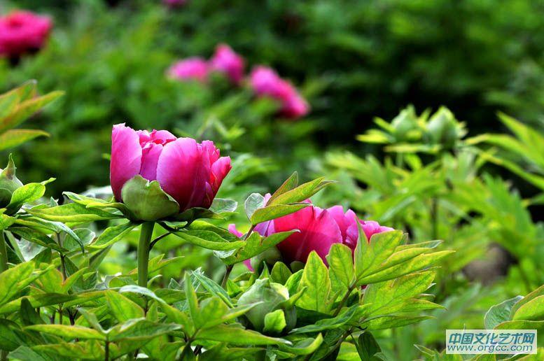 丰姿