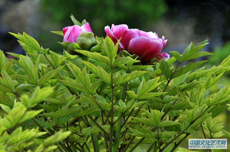 花都牡丹