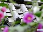 春到龙都